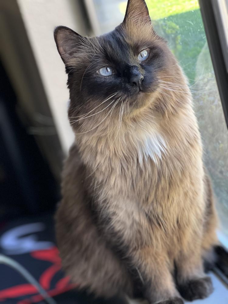 Image of Coffee, Lost Cat