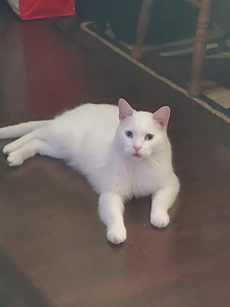 Image of Tinsley, Lost Cat