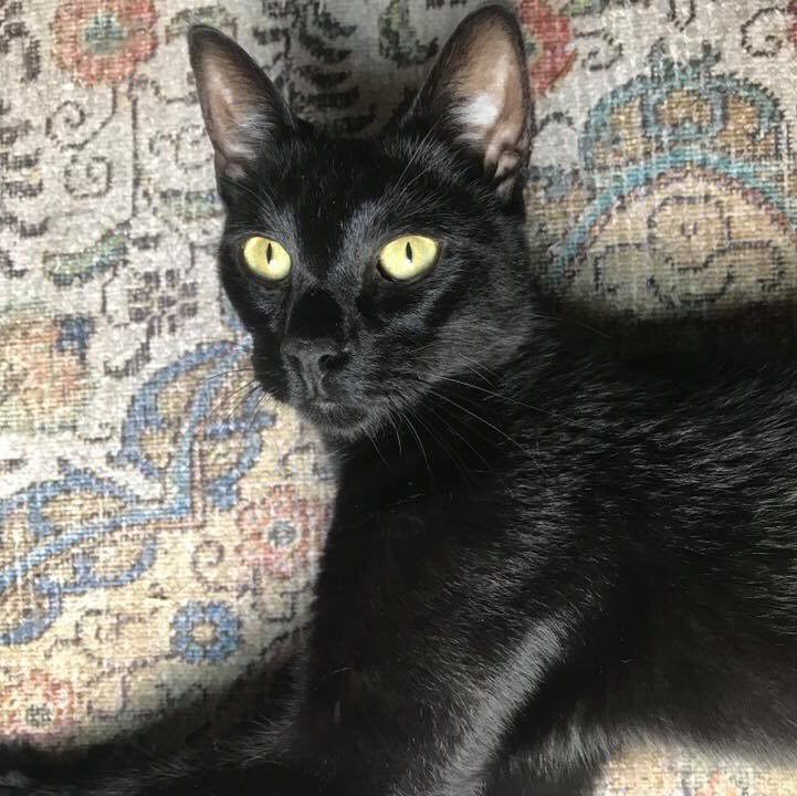 Image of Linc, Lost Cat