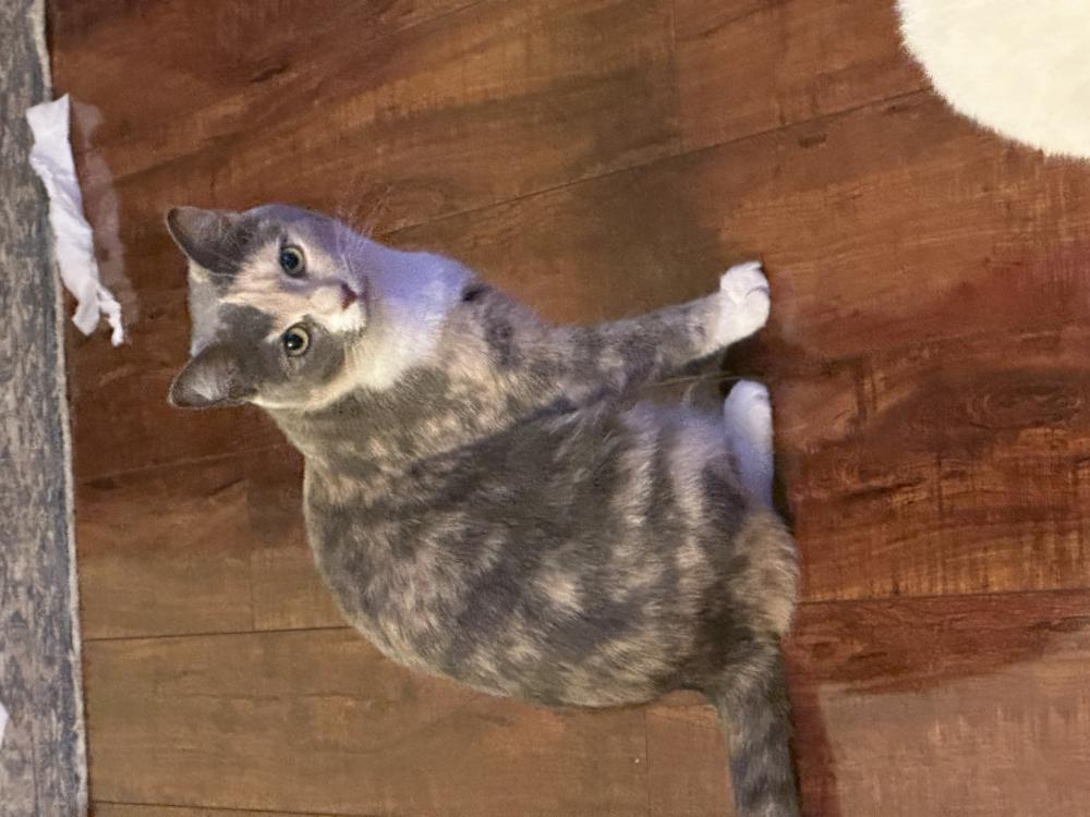 Image of Matilda “Tilly”, Lost Cat
