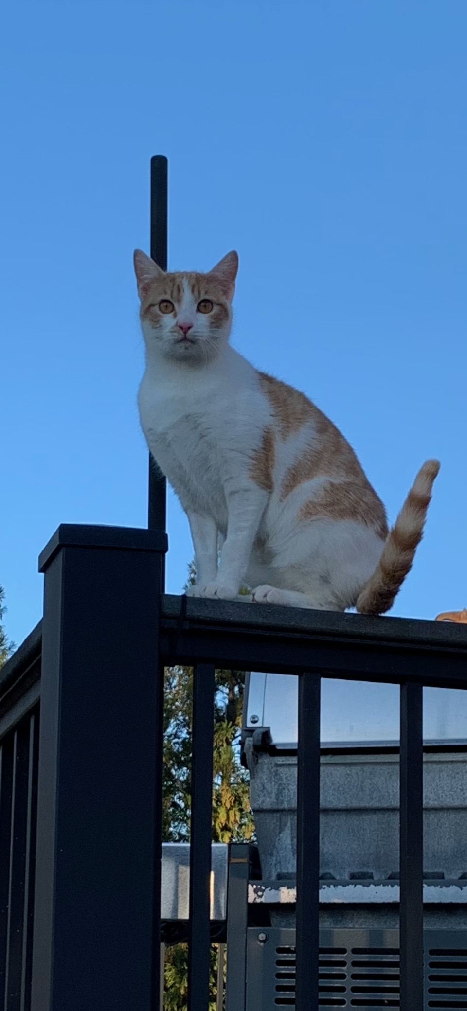 Image of Sally, Lost Cat
