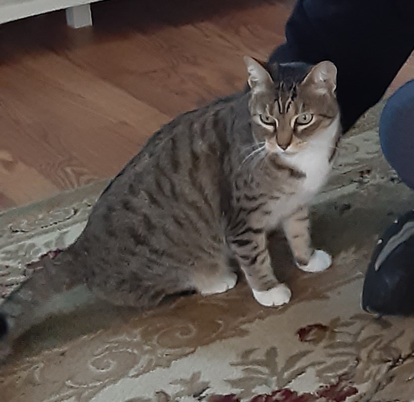 Image of Momo Rowell, Lost Cat