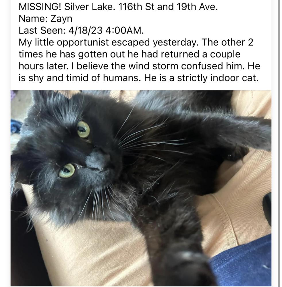 Image of Zayn, Lost Cat