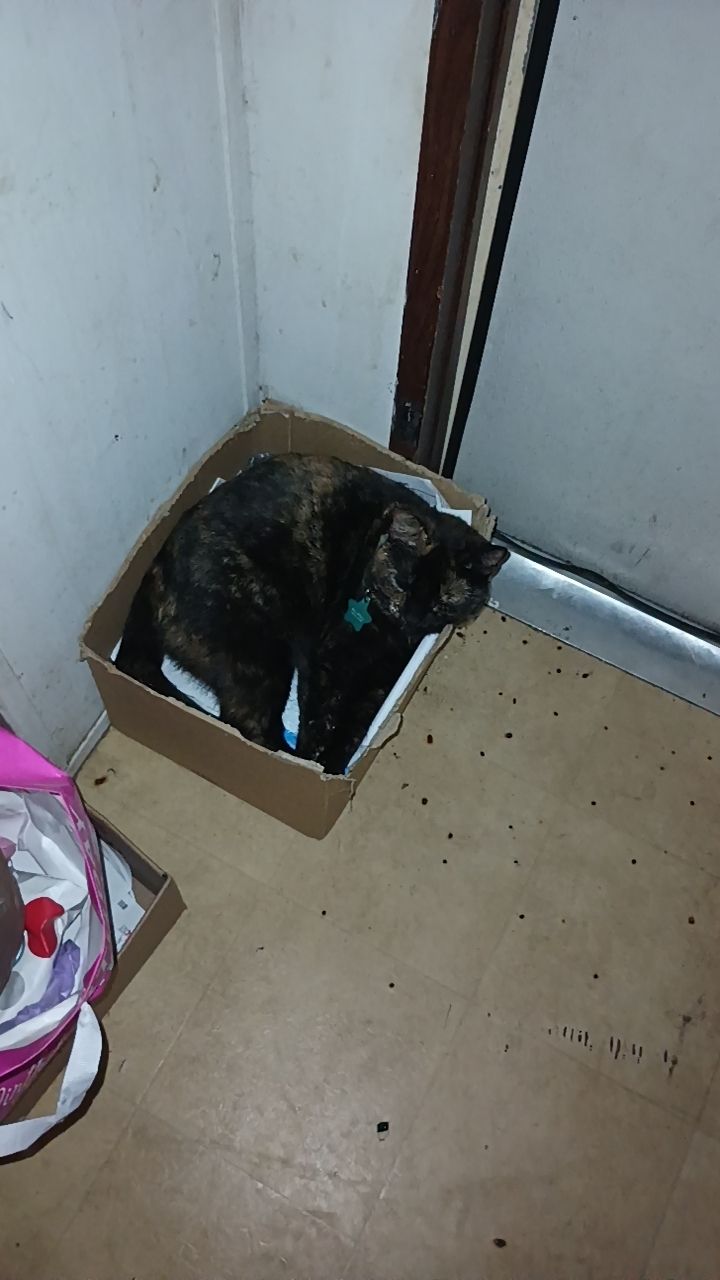 Image of Chako, Lost Cat