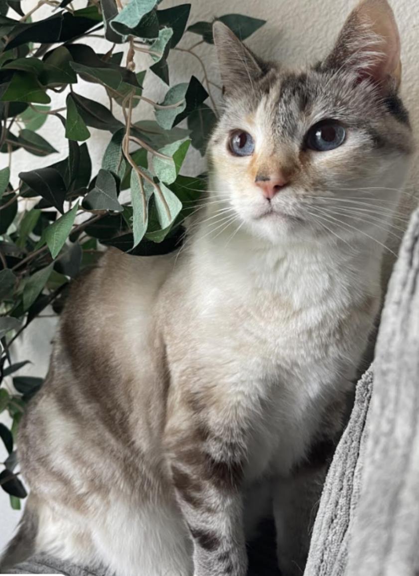 Image of Sawyer, Lost Cat