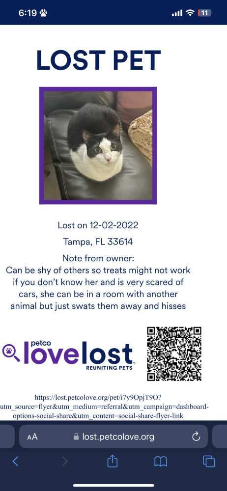 Image of Cici, Lost Cat