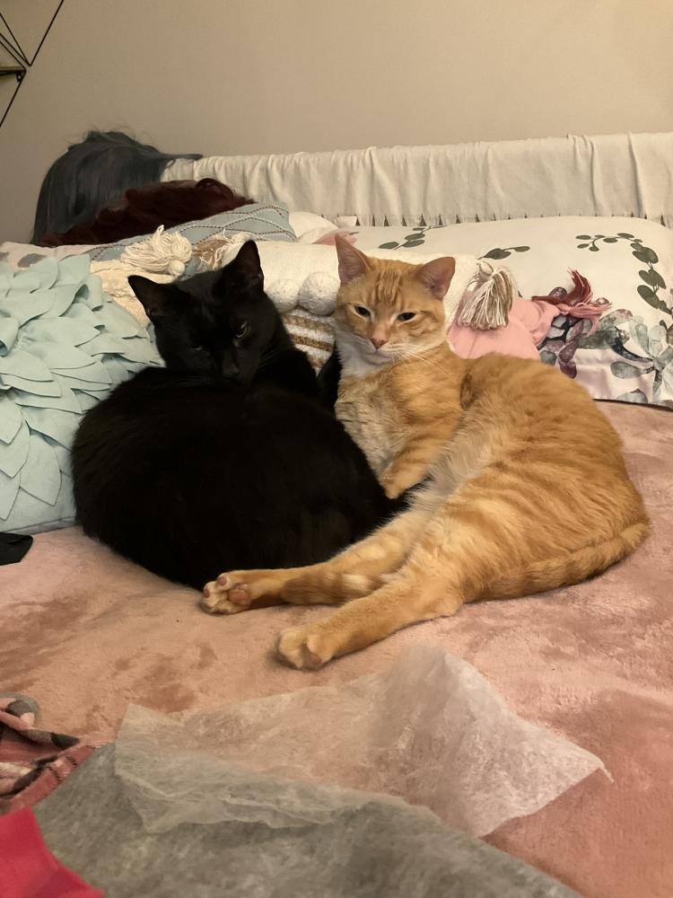 Image of Jiji and Cheeto, Lost Cat