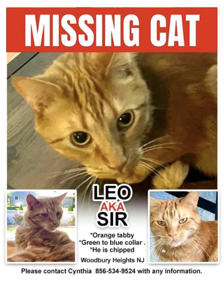 Image of Leo (aka Sir), Lost Cat