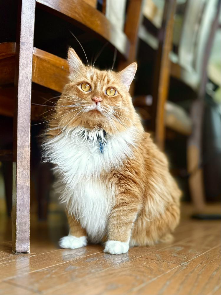 Image of Winston, Lost Cat