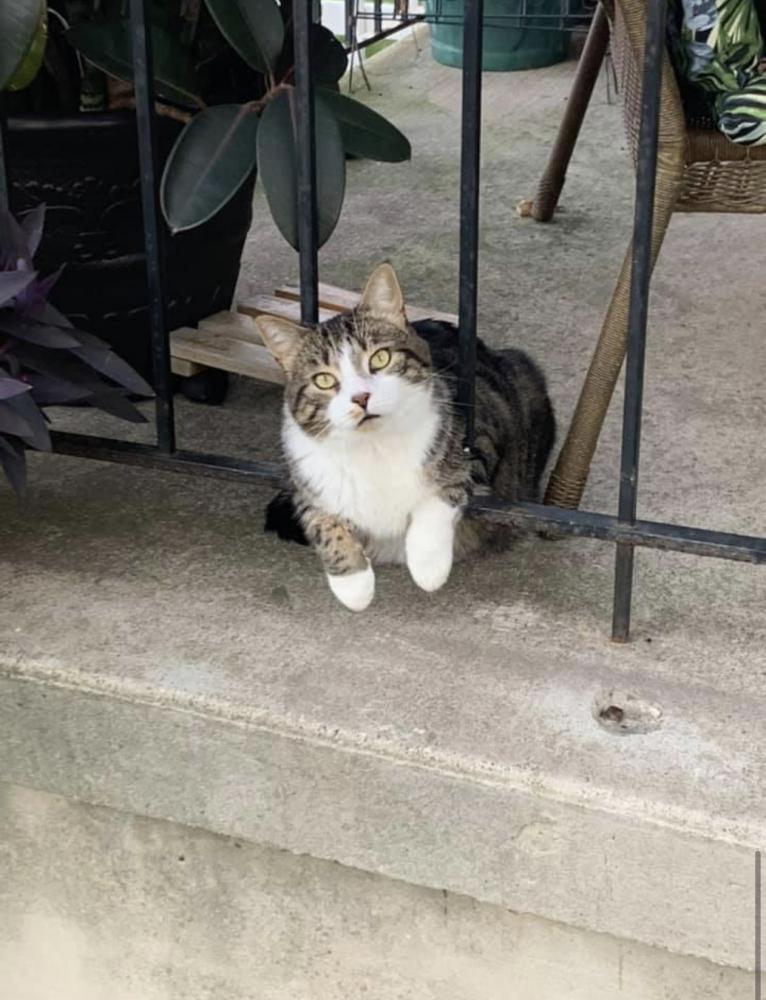 Image of Manny, Lost Cat
