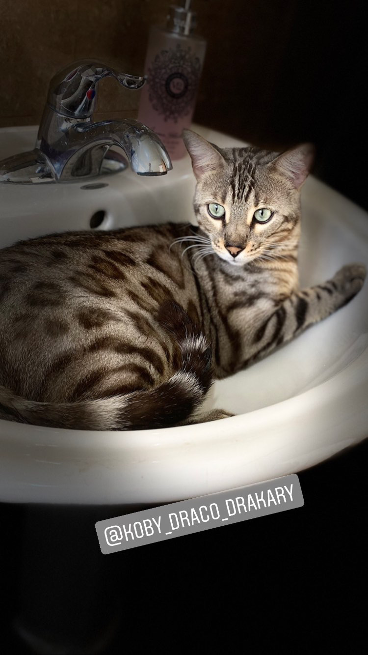 Image of Drakary, Lost Cat