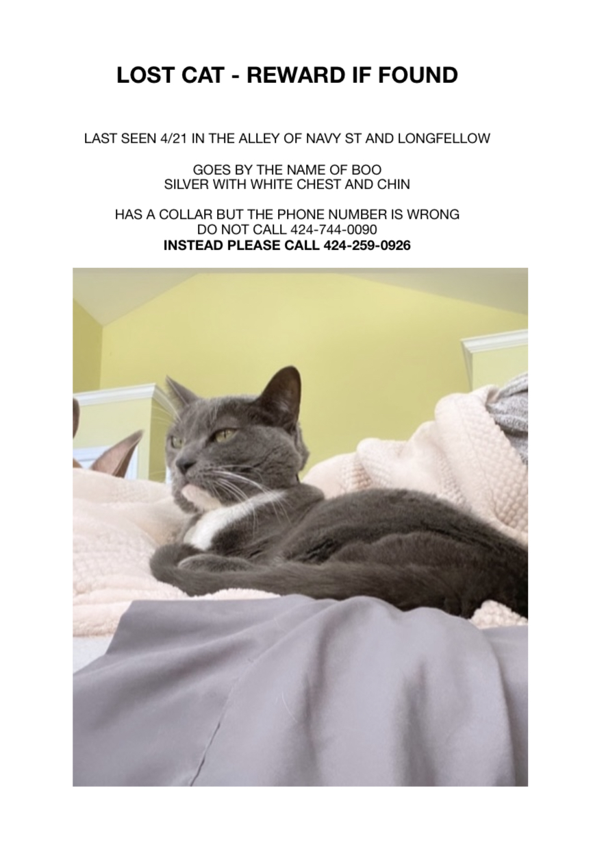 Image of Boo, Lost Cat