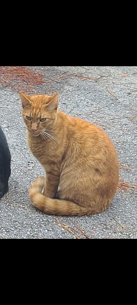 Image of Oscar, Lost Cat