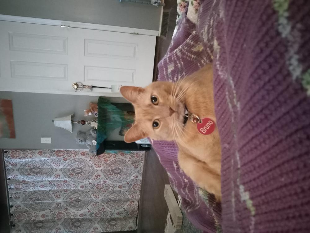 Image of Bruno, Lost Cat