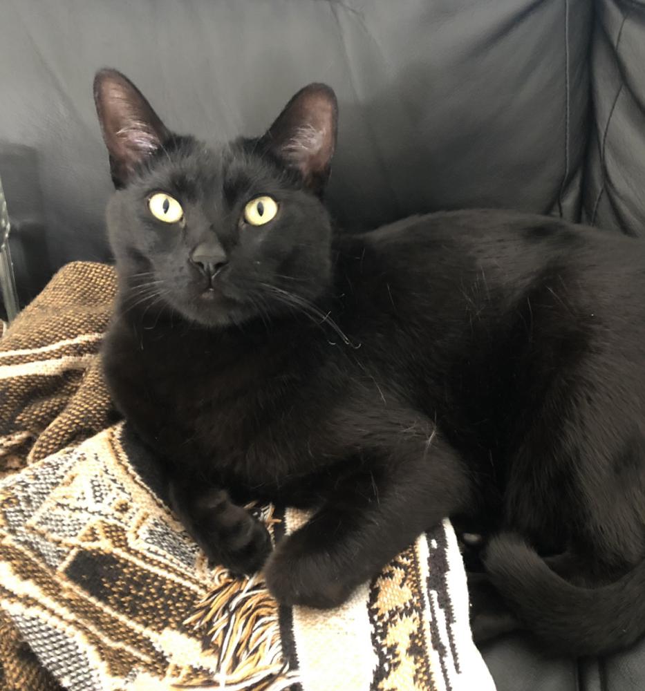 Image of Panther, Lost Cat