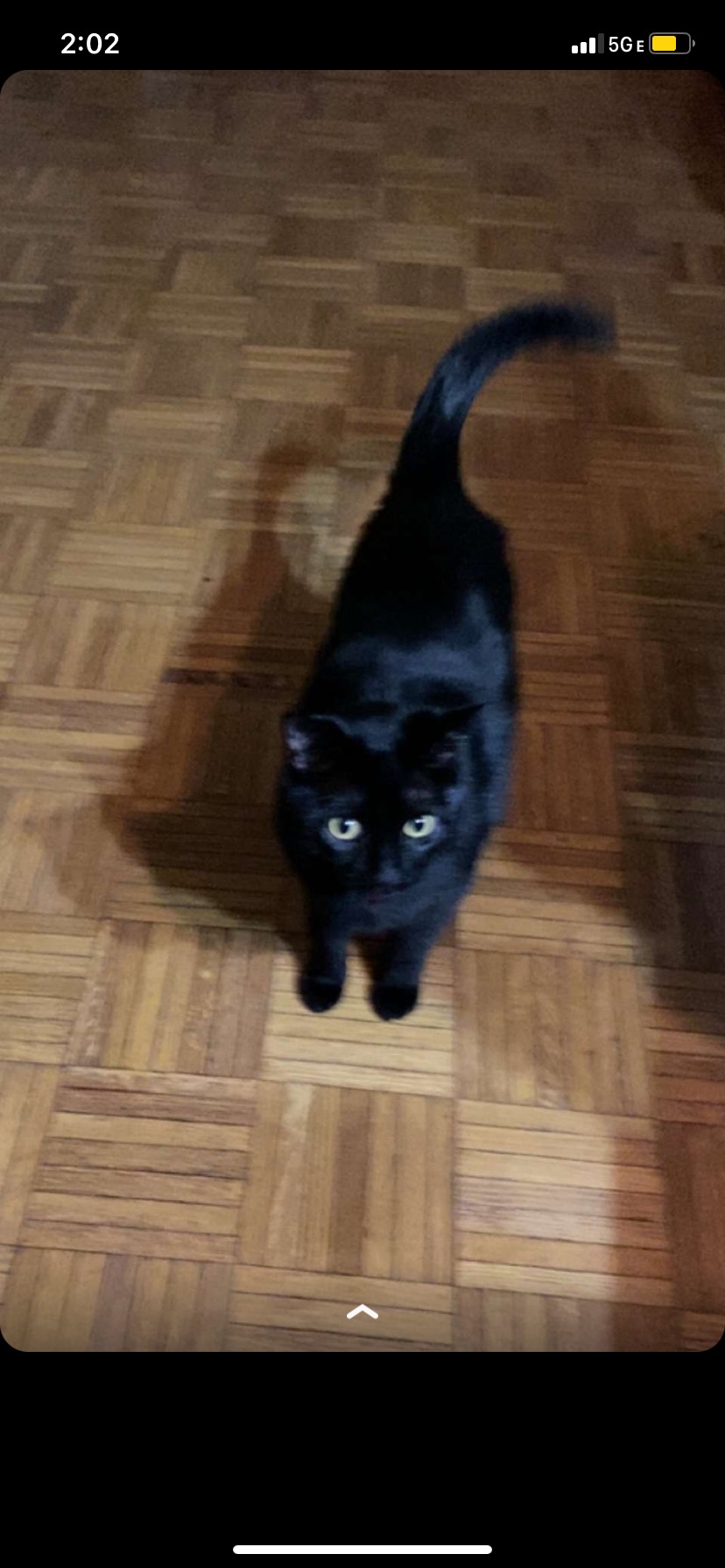 Image of Toothless, Lost Cat