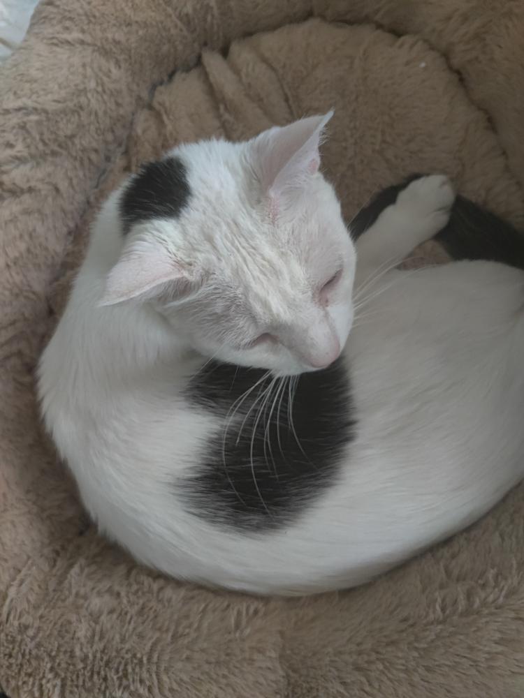 Image of Devon (Devie Poo), Lost Cat