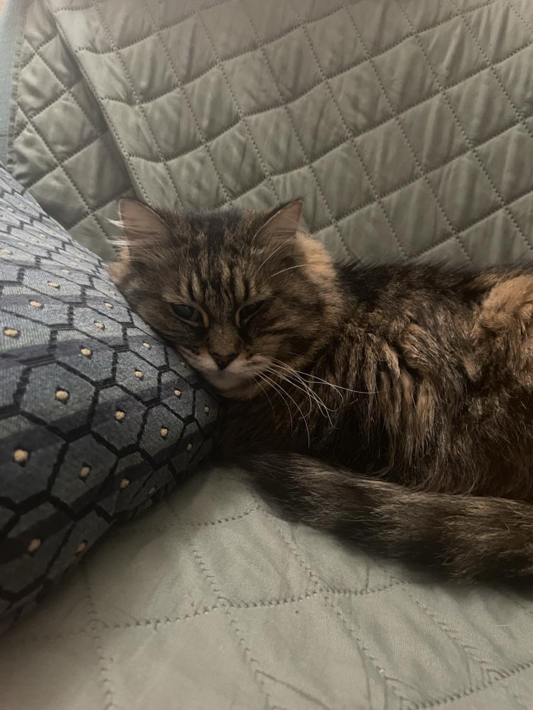 Image of COOKIE, Lost Cat
