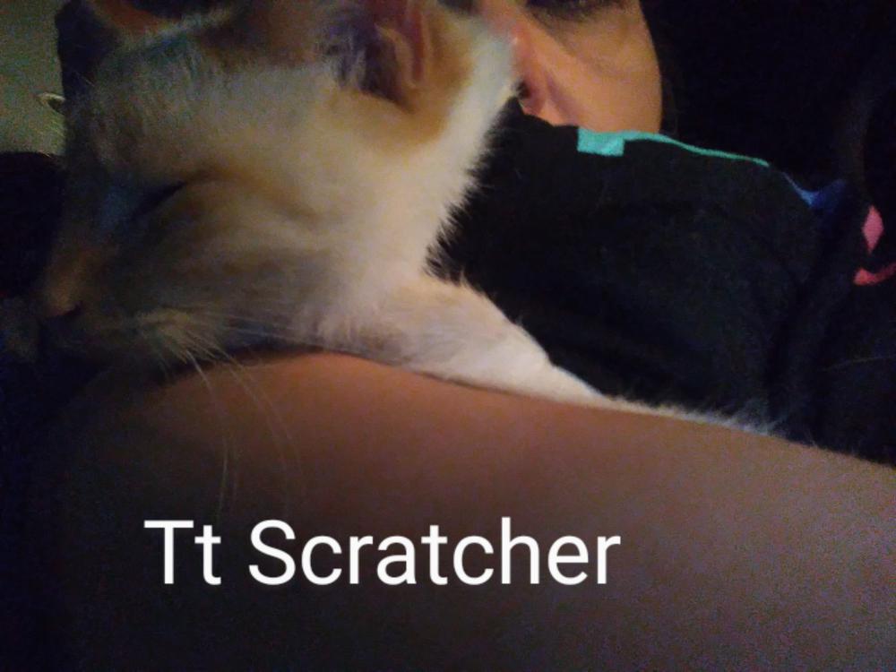 Image of tt scratcher, Lost Cat