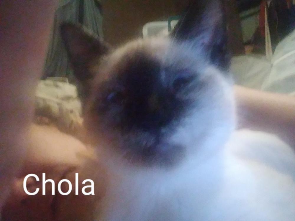 Image of Chola, Lost Cat