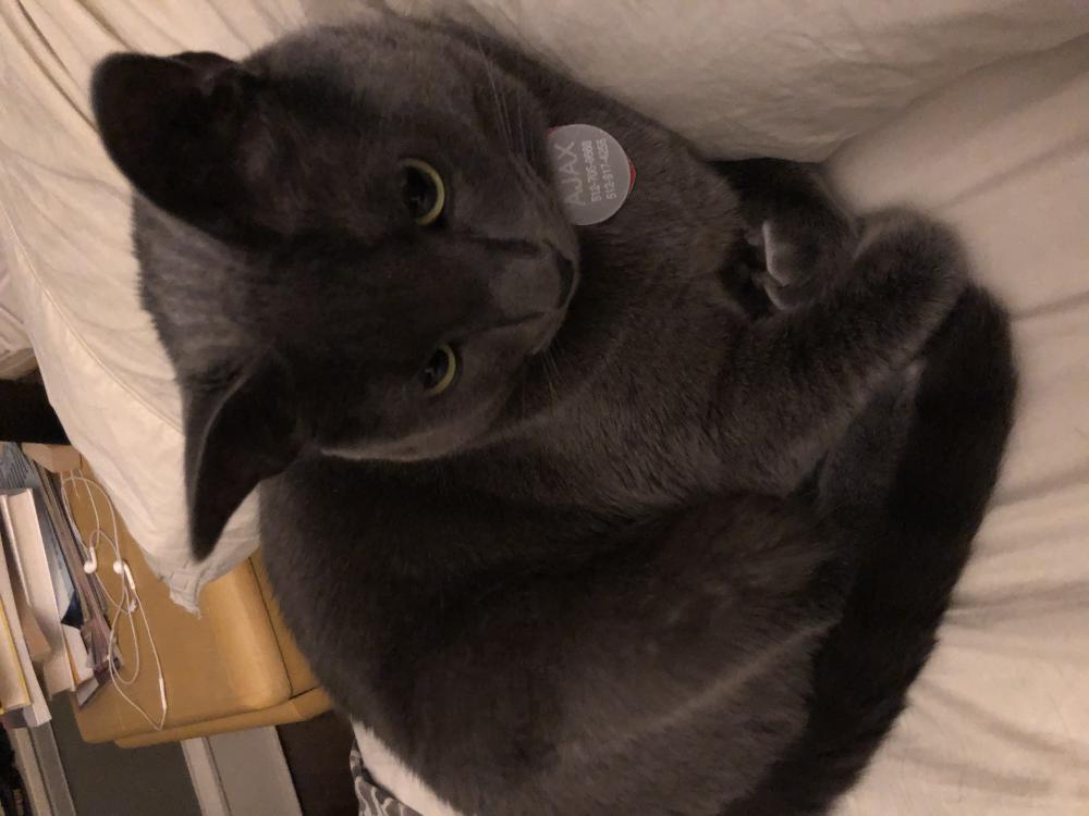 Image of Ajax, Lost Cat