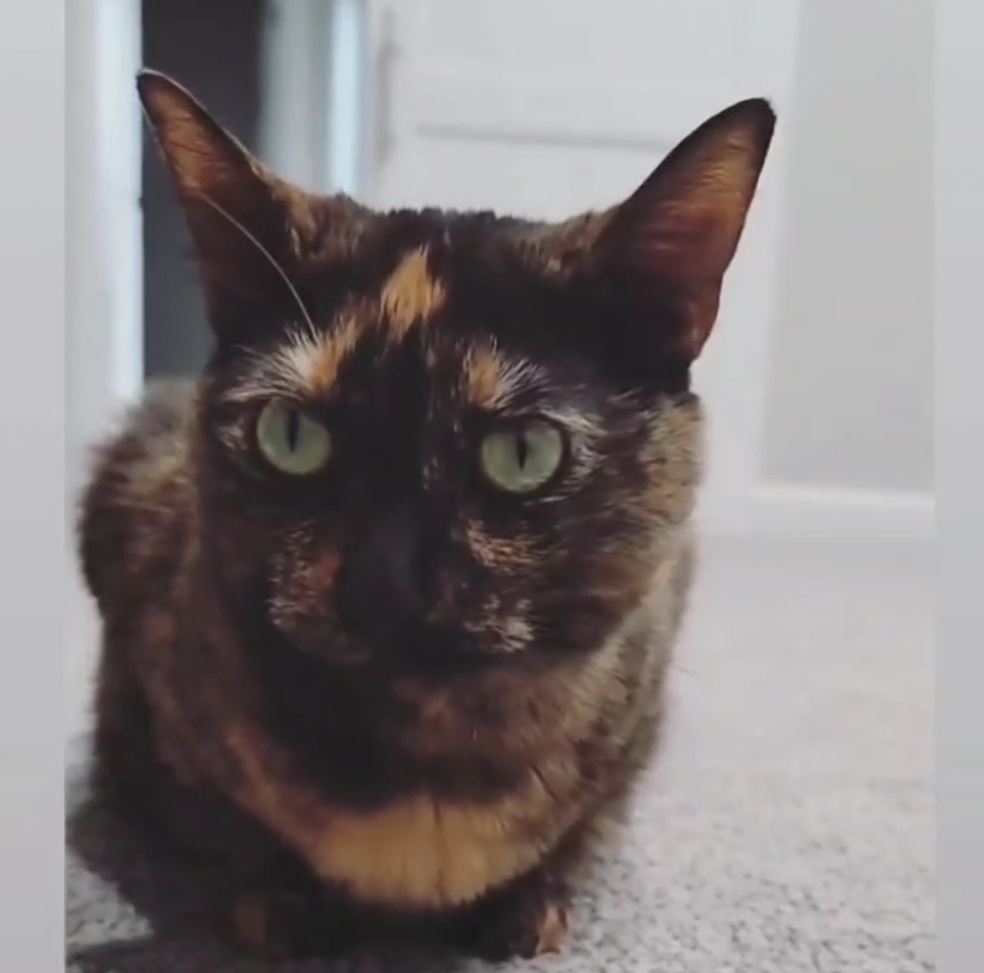 Image of Sophia, Lost Cat