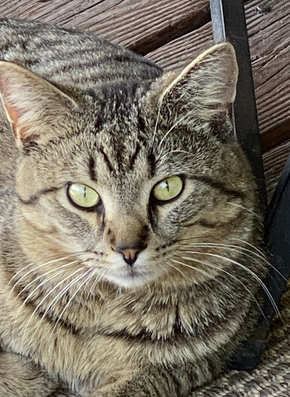 Image of Stripe, Lost Cat
