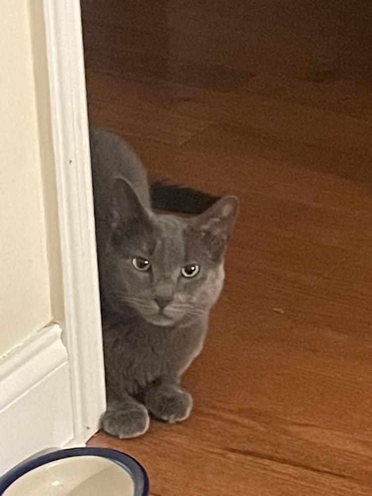 Image of Frank, Lost Cat