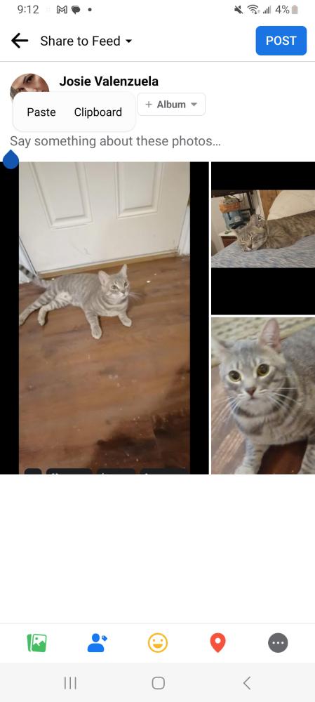 Image of Roustabout, Lost Cat