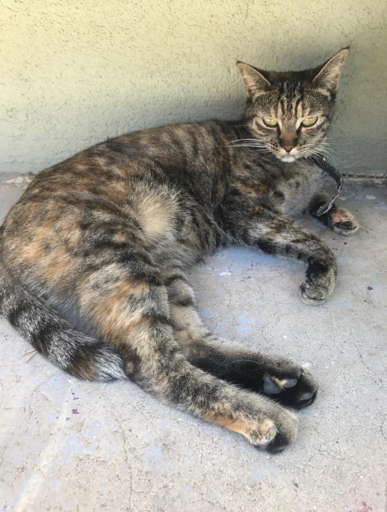 Image of Reyna, Lost Cat