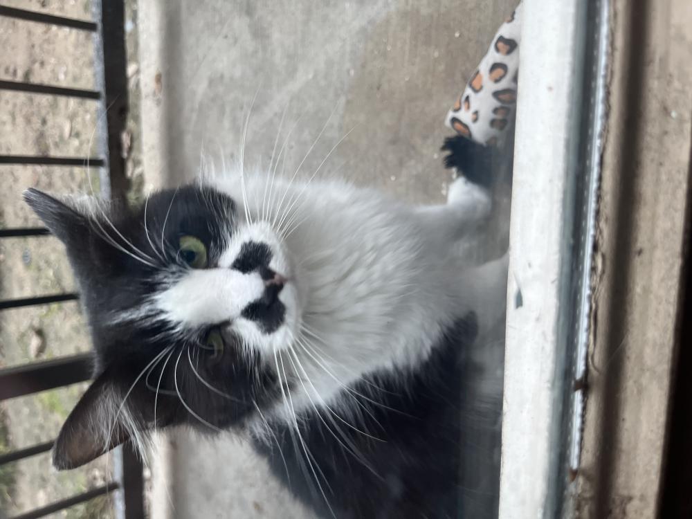 Image of Ms. Mustache, Lost Cat
