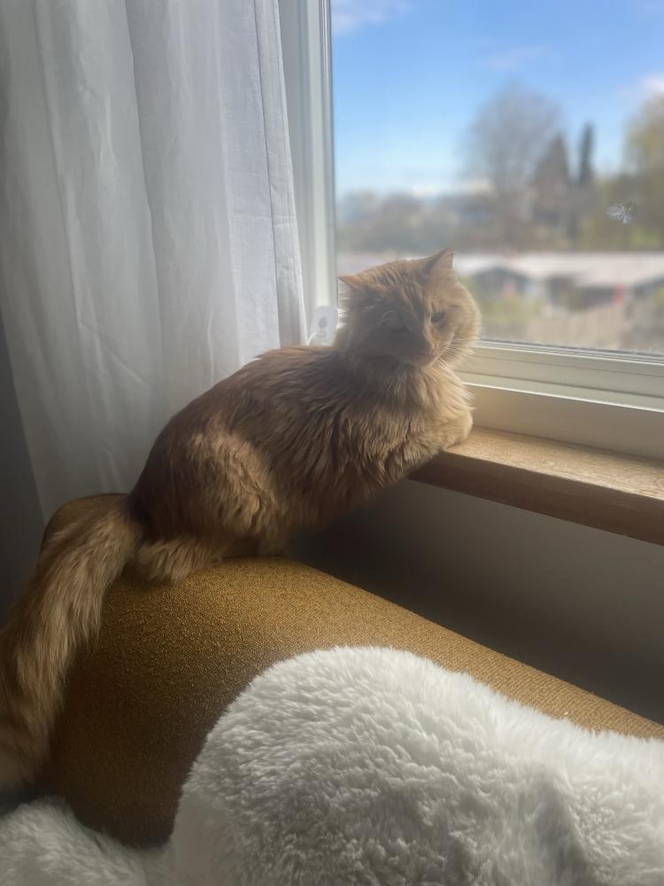 Image of Whiskey, Lost Cat