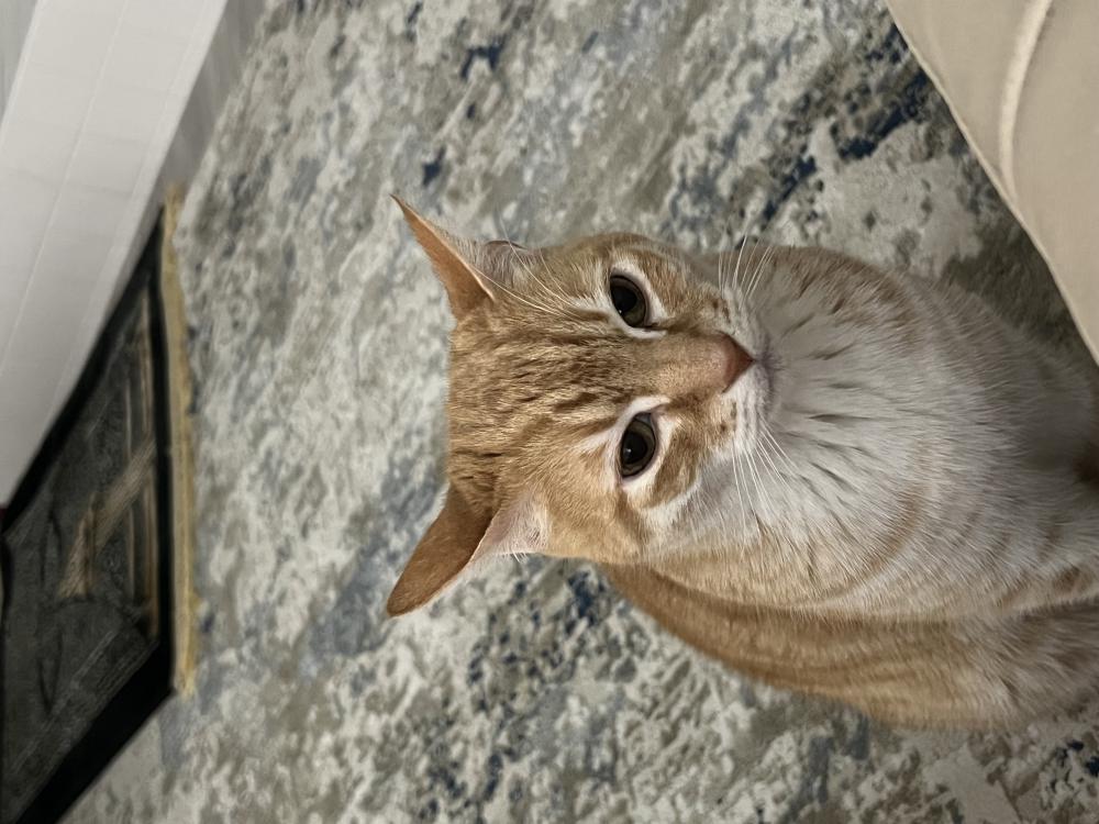 Image of Raja, Lost Cat