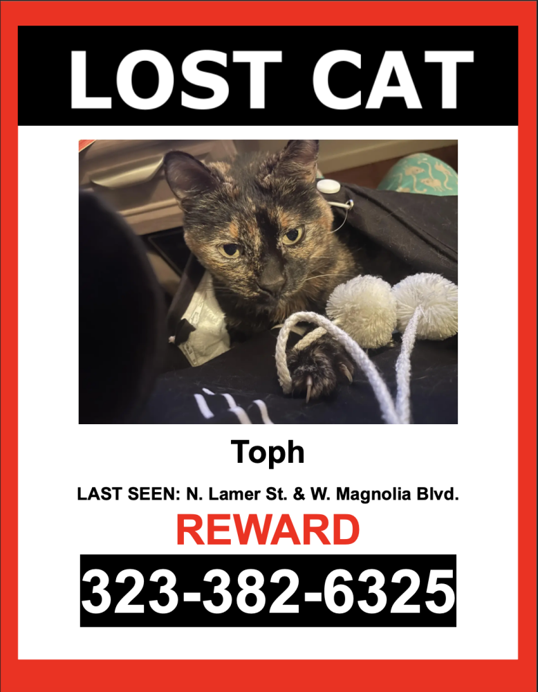Image of Toph, Lost Cat