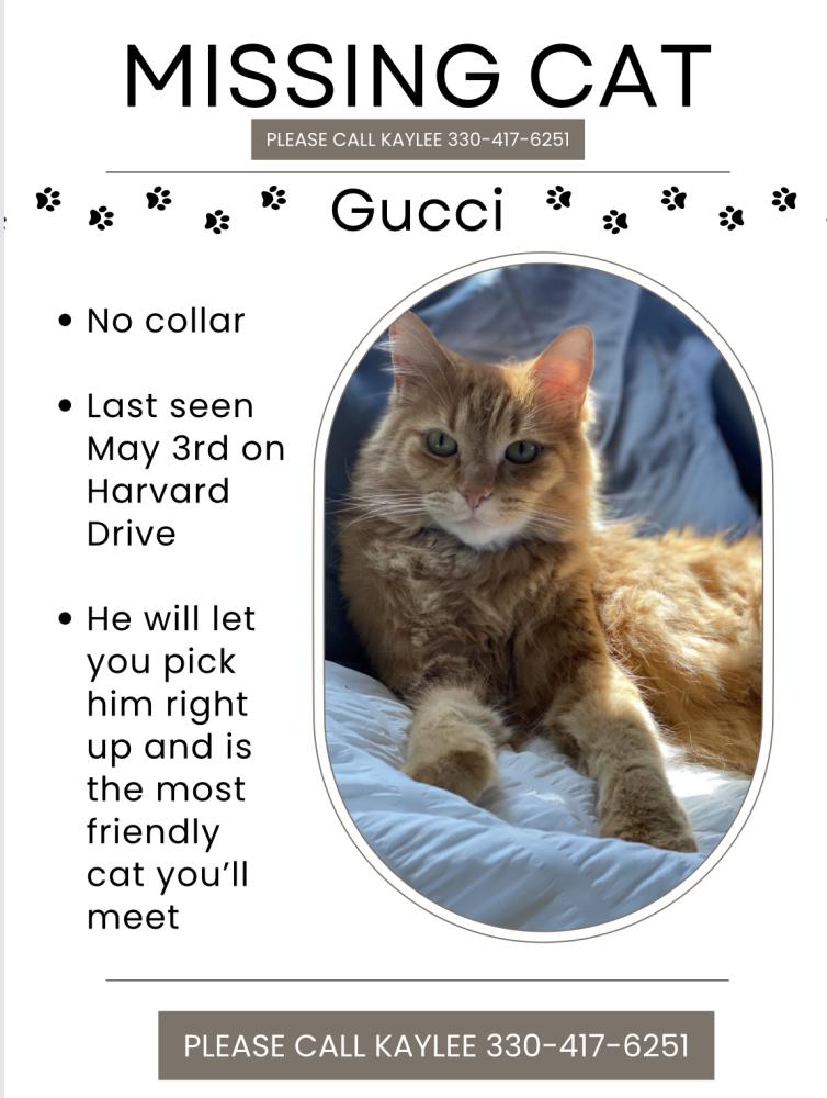 Image of Gucci, Lost Cat