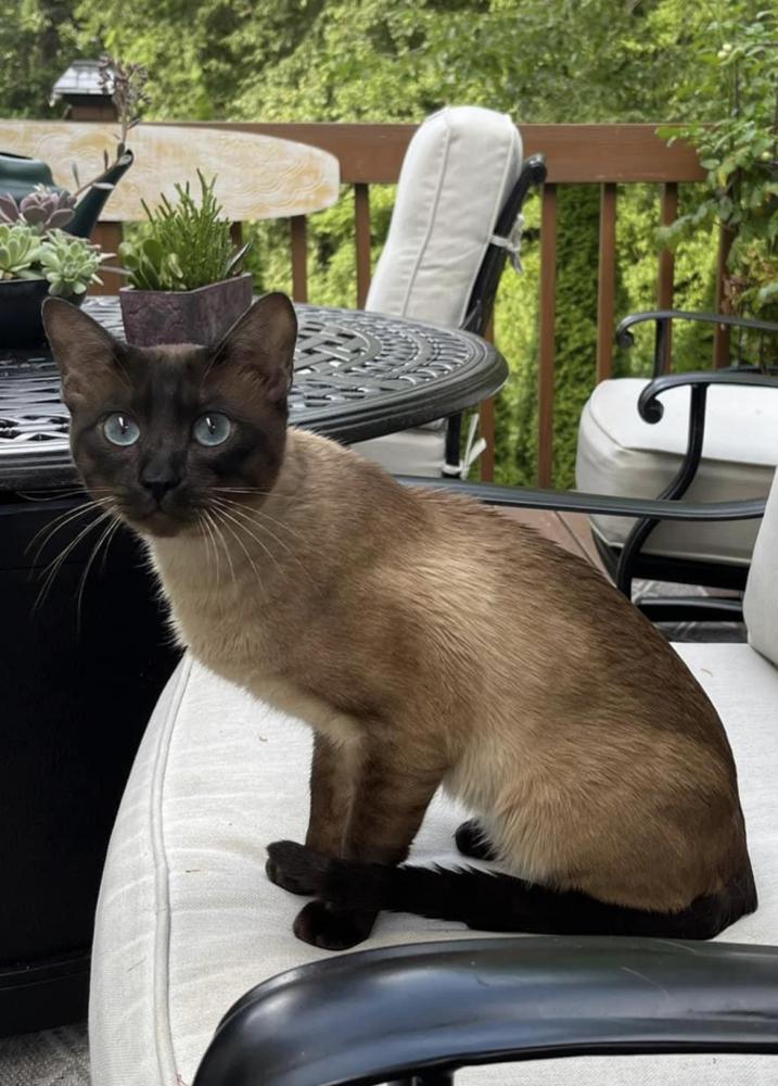 Image of Uhtred (oo-tred), Lost Cat