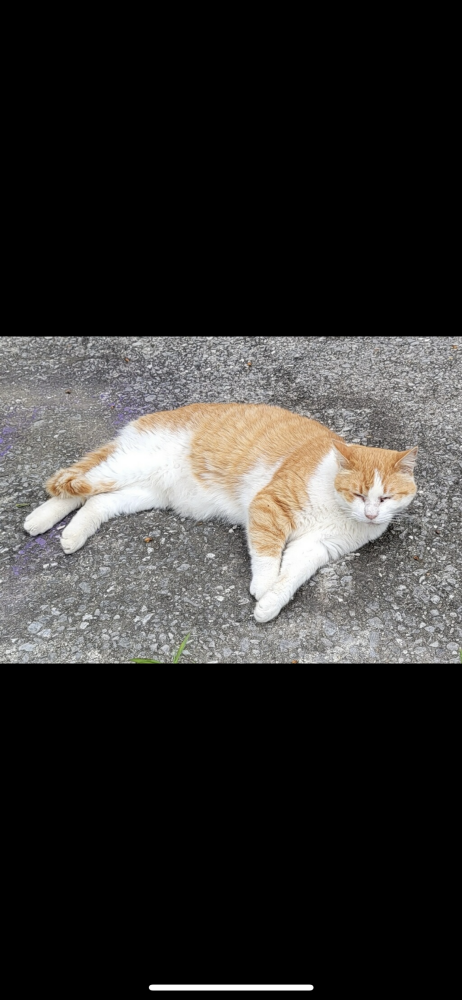 Image of Olly, Lost Cat