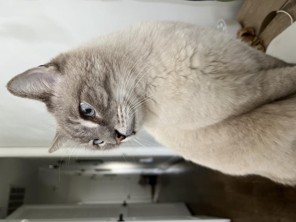 Image of Humbert, Lost Cat