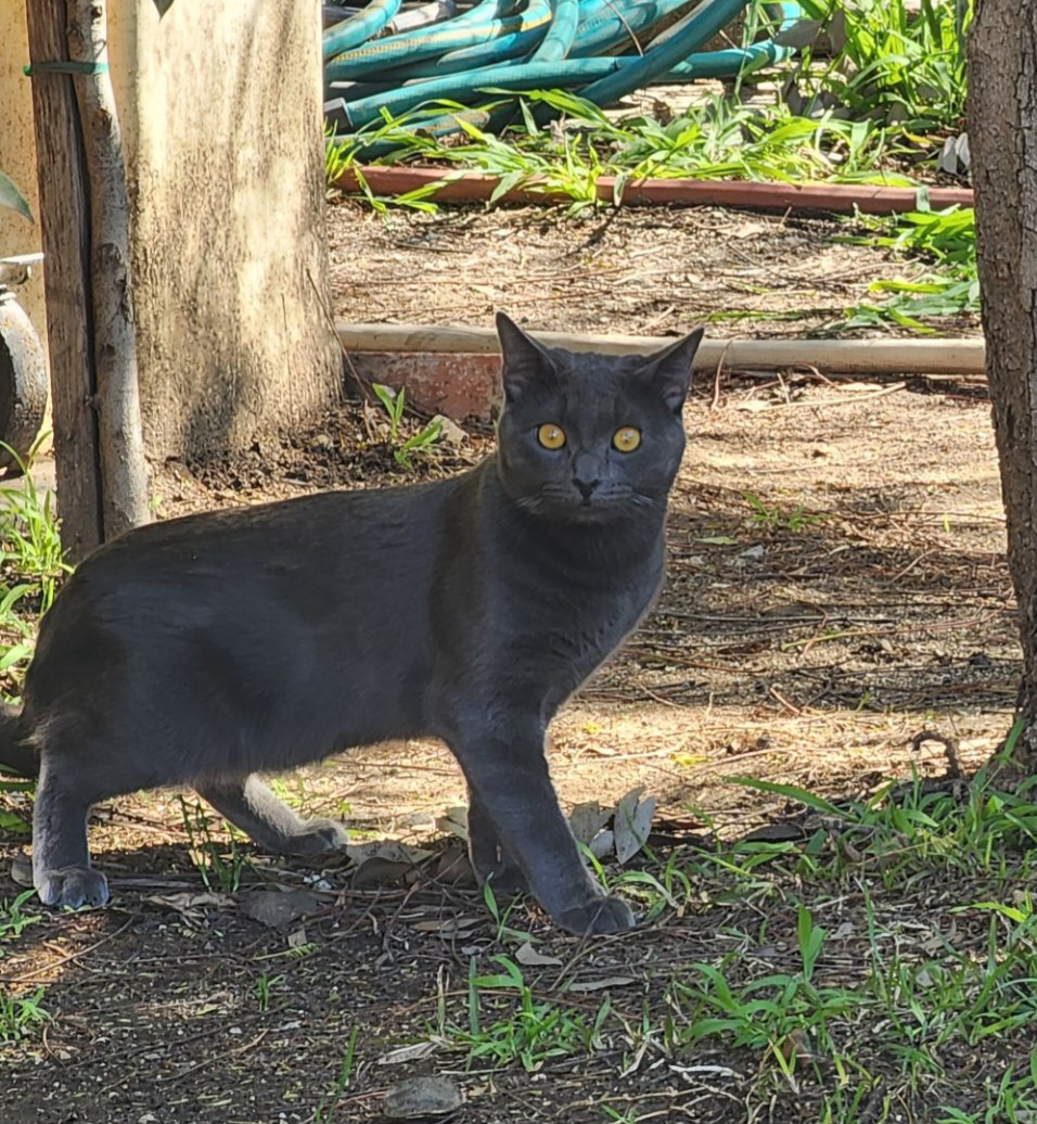 Image of Luciano, Lost Cat