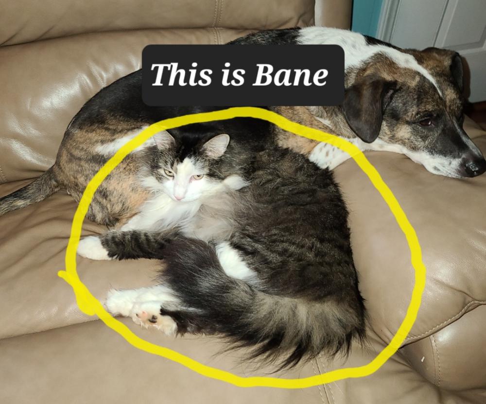 Image of Bane, Lost Cat