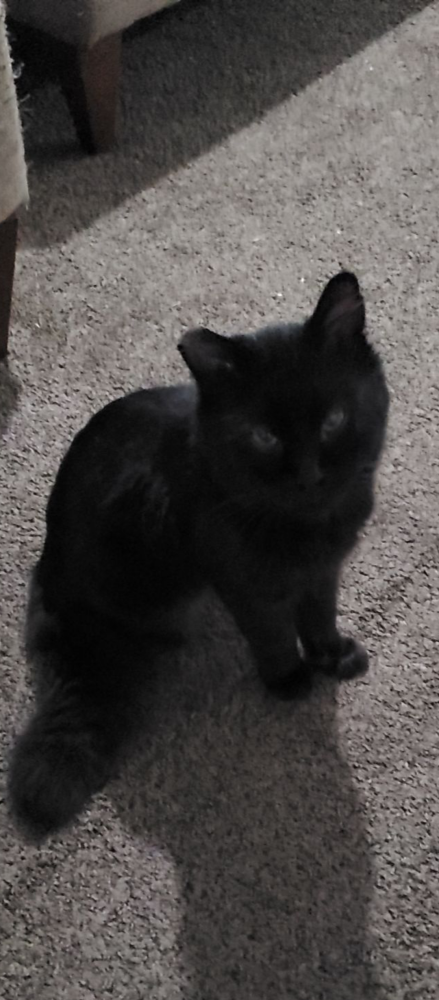 Image of Gato, Lost Cat