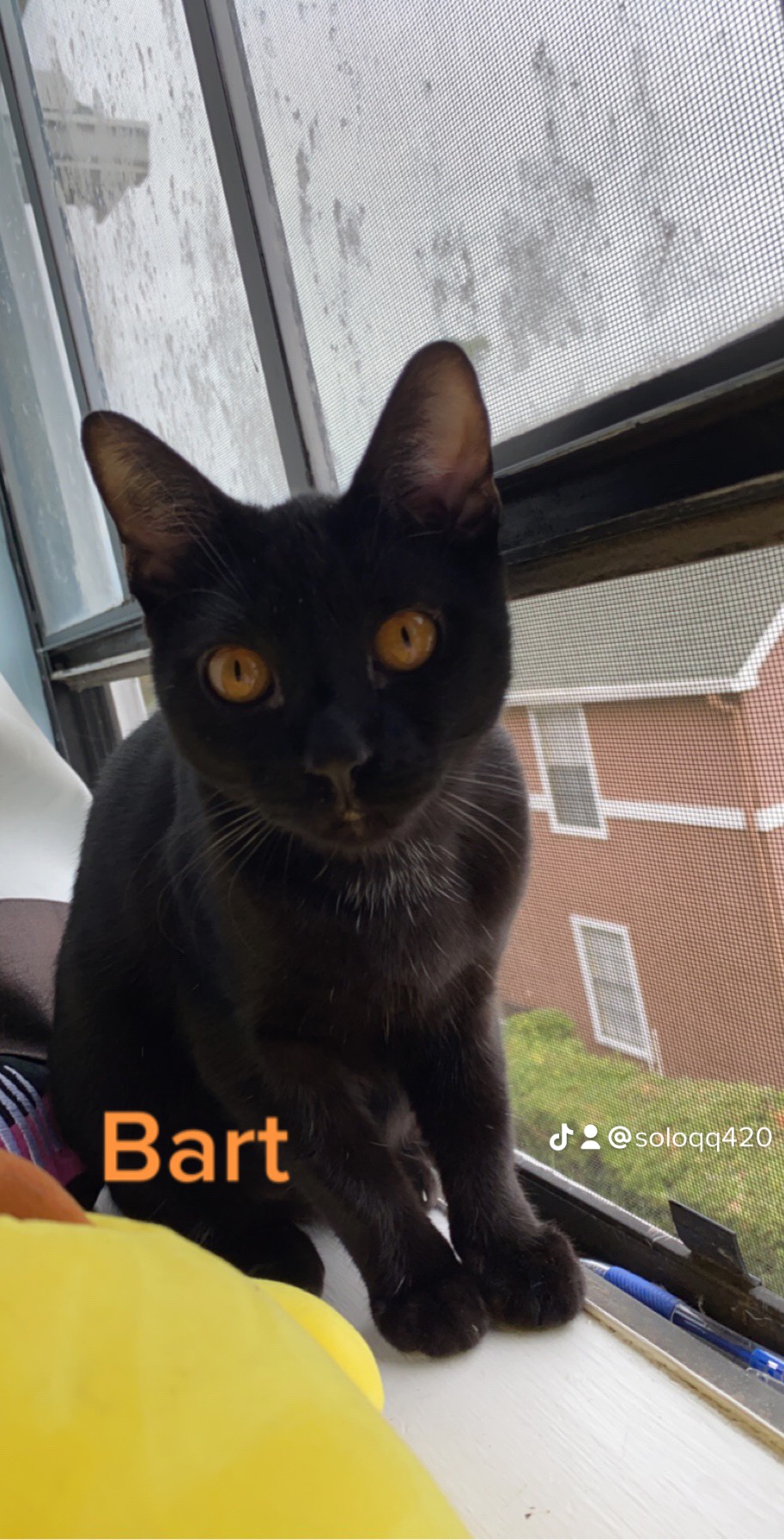 Image of Bart, Lost Cat