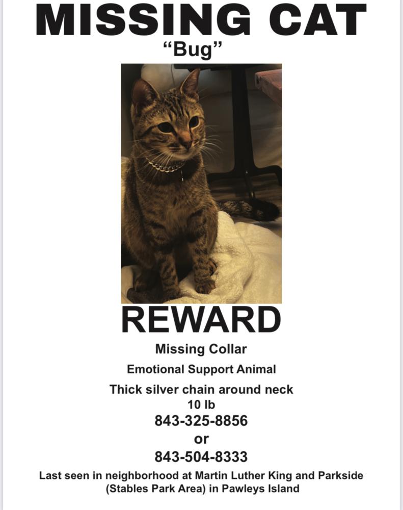 Image of Luv Bug, Lost Cat