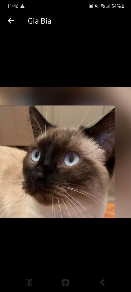 Image of Cappuccino, Lost Cat