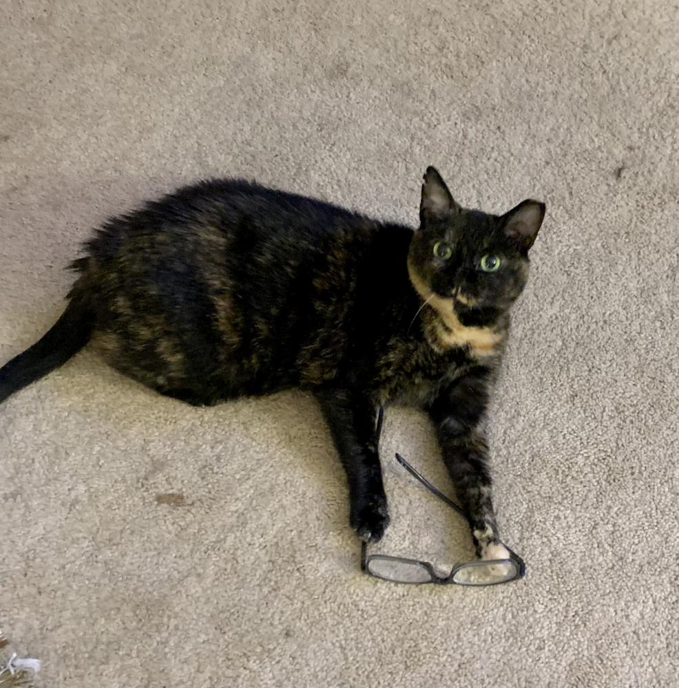 Image of Olivia, Lost Cat