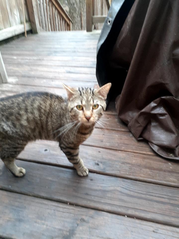 Image of unknown, Found Cat