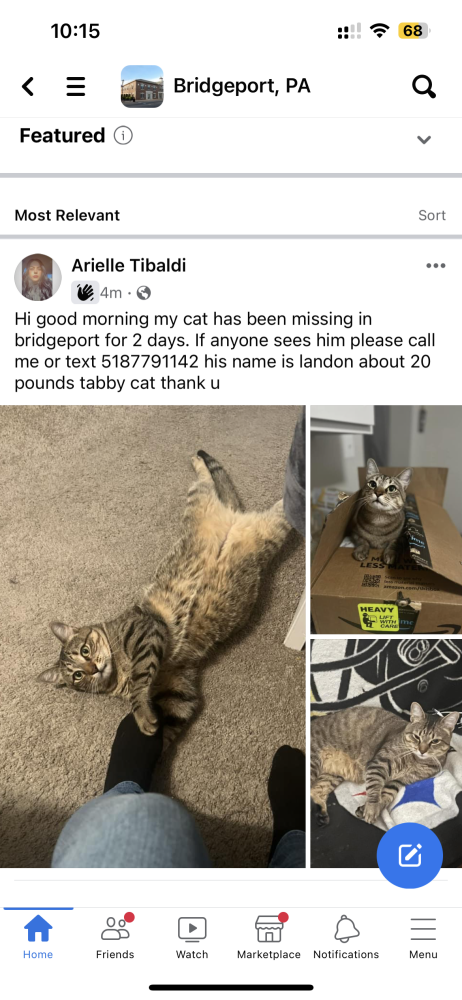 Image of Landon, Lost Cat
