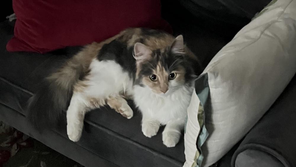 Image of Kaley, Lost Cat