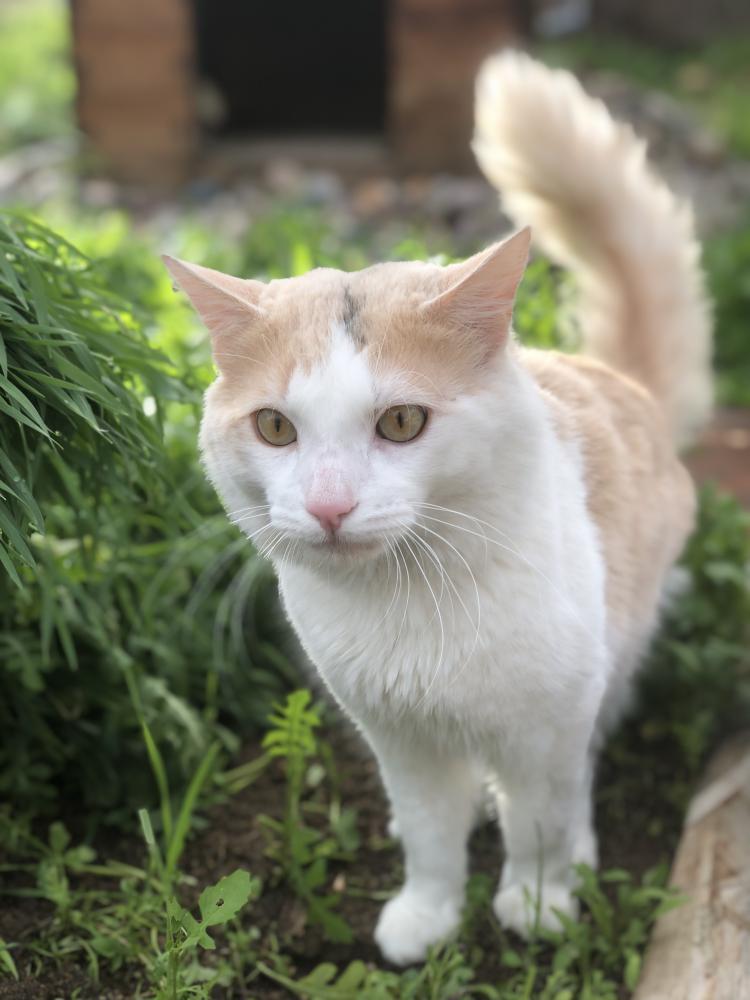 Image of Canelo “Chulin”, Lost Cat