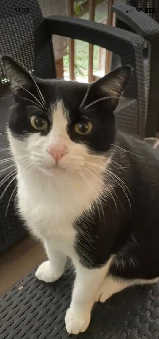 Image of Major Tom, Lost Cat